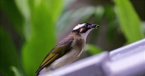 鸚鵡飛進家裡代表什麼|【家裡飛來鳥】家裡飛來吉祥鳥？鳥類進家預示什麼吉凶福禍？